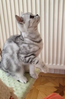 Britská kočička WHISKAS - 5