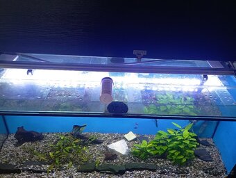 Akvárium + skříň + příslušenství - 5