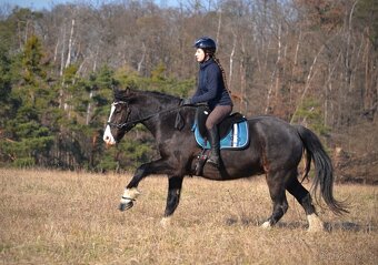 Osmiletý valach welsh cob D - 5