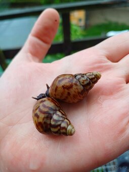 Lissachatina reticulata dark body - 5