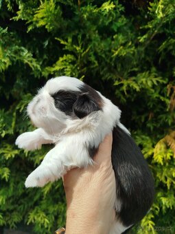 Shih-tzu s PP - 5