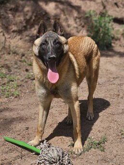 Belgický ovčák malinois fenka s PP - 5