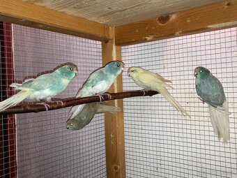 Kakariki červenočelý - 5