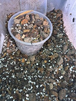 Philadendron White Princess - 5