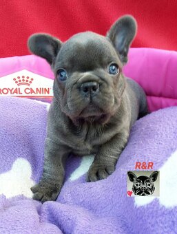 Francouzský buldoček modrý - French bulldog blue - 5