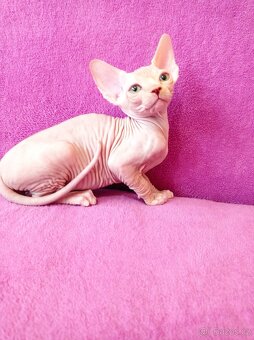 SPHYNX koťátka bez PP - 5