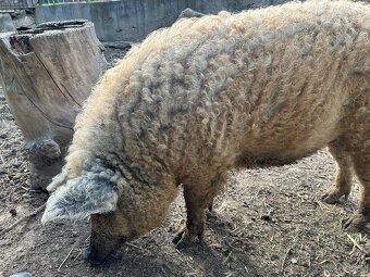 Mangalica - Mangalice - 5
