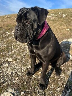 🐾 Rezervace štěňat Cane Corso – bez PP 🐾 - 5