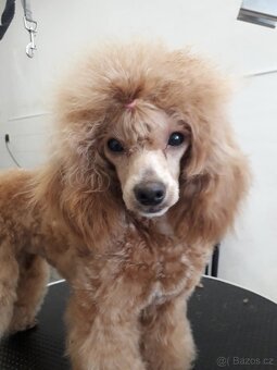 Pudl toy fawn s PP - 5