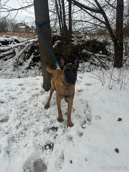 Belgický ovčák Malinois - 5