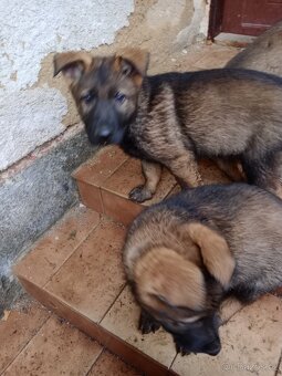 Německý ovčák - 5