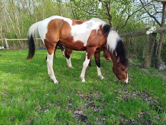 APH Valach 2 roky paint horse - 5