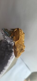 🦎 Mláďata pagekona řasnatého na prodej - 5