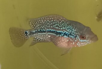 Flowerhorn - 5