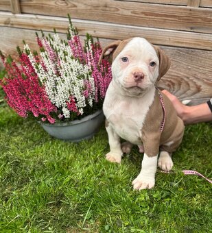 American Bully Classic / standard - 5