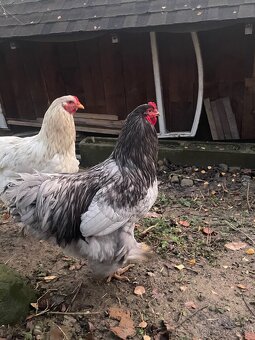 Kohoutci brahmanky - 5