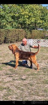 Bloodhound - 5