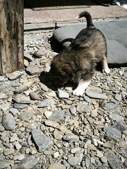 Border kolie - 5