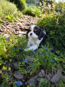 Kavalír king charles španěl - 5