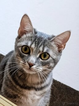 téměř roční kastrovaná kočička - 5