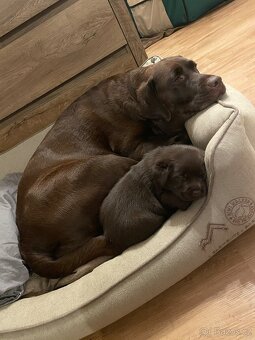 Čokoládová štěňátka labradorského retrívra s PP - 5