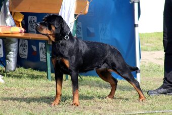 Rottweiler s PP Rotvajler s PP Štěňata rotvajlera s PP Štěňa - 5