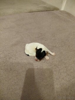 Jorkširsky teriér Biever - 5