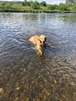 Zlatý retrívr (adopce) - 5