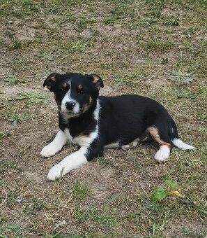 Štěňata JRT a Bernský salašnický - 5