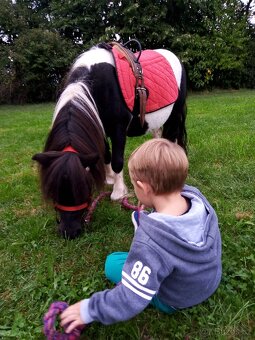 Shetland pony - 5