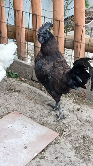 Kohout Ayam Cemani - 5