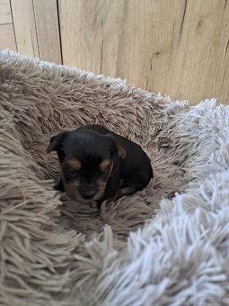 Yorkshire terrier bez PP - 5