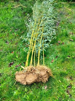 Žlutý bambus Phyllostachys - 5