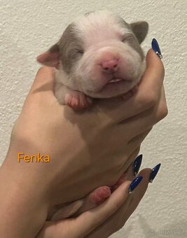 American Bully XL - štěňata - rezervace - 5