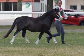 Prodáme valáška Welsh mountain pony - 5