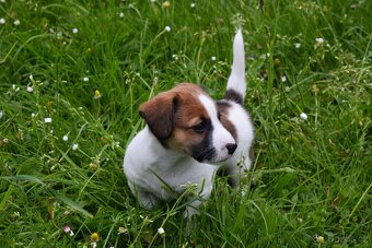 Štěňata Jack Russell terier, dvě fenky - 5