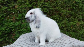Zakrslý beránek, králíček, králík - MOLLY - 5