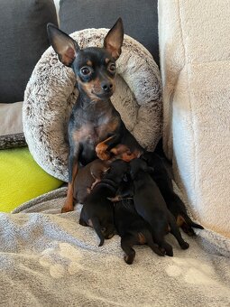 Pražský krysařík - štěňata s PP FCI - 5