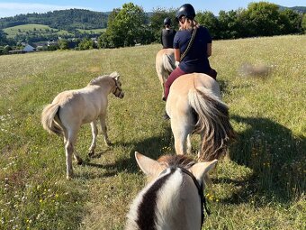 Prodám hřebečka fjordského koně s PP Holandsko - 5