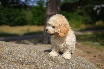 Maltipoo - 5