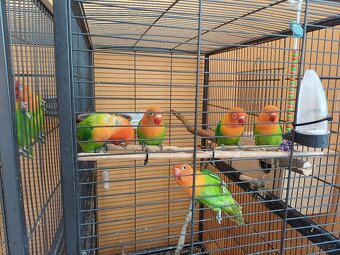 Prodám 2 papoušky Agapornis Fischeri Opalín - 5