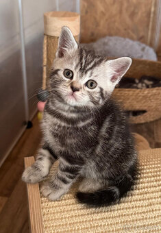 Nabídka britských koťátek Whiskas - 5