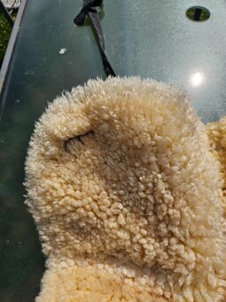 Beránek pod sedlo pony - 5