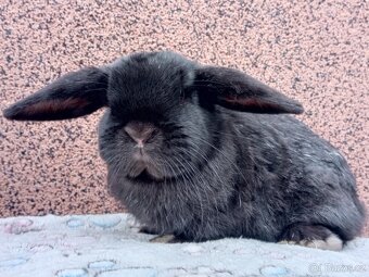 Volný Sameček - Anglický Zakrslý Beránek MiniLop🍑 - 5