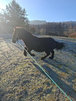 Černý hřebeček - 5