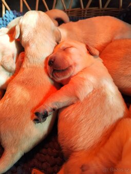 Nabídka štěňat labradorského retrievera - 5