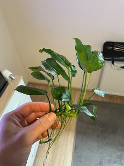 Prodej různých druhů akvarijních rostlin - 5