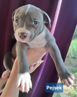 American Bully XL ŠTĚŇATA K ODBĚRU - 5