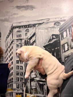 🐾 American Bully Pocket – štěňata na prodej 🐾 - 5
