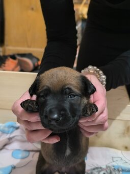 Belgický ovčák Malinois štěňata - 5